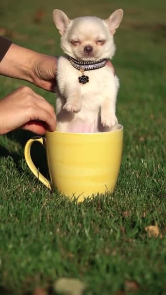 Gracioso Cachorro Chihuahua Blanco Sentado Una Taza Amarilla Césped Verde — Vídeos de Stock