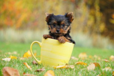 Yorkshire Terrier Puppy sitting in a yellow cup on a green lawn. Funny playful puppy. Domestic pets clipart