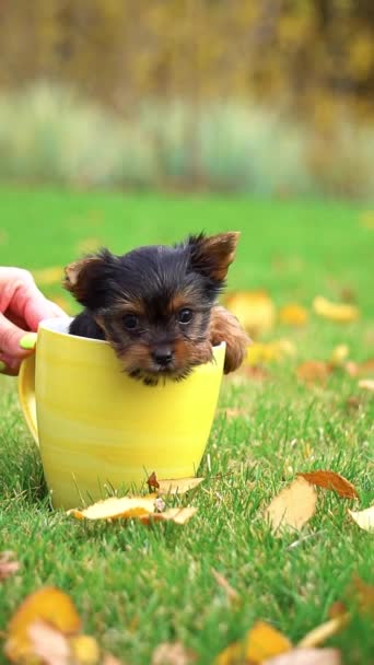 Yorkshire Terrier Puppy Sitting Yellow Cup Green Lawn Funny Playful — Stock Video