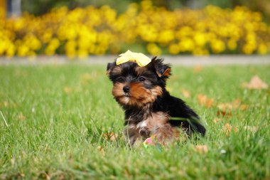 Yeşil Çimlerde Oturan Yorkshire Teriyeri Yavrusu. Şirin köpek. Metin için alanı kopyala