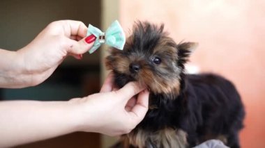 Kadın Yorkshire teriyerine fiyonk takıyor. Hayvan bakımı