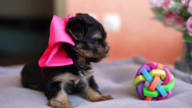 Yorkshire Teriyeri Köpeği gri bir yastığın üzerinde oturuyor. Pofuduk, sevimli Yorkshire Teriyeri kafasında kurdeleyle Kameraya bakar