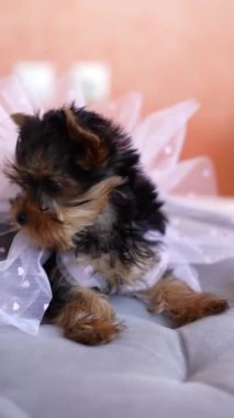 Yorkshire Teriyeri Köpeği gri bir yastığın üzerinde oturuyor. Pofuduk, sevimli Yorkshire Teriyeri kafasında kurdeleyle kameraya bakıyor. Dikey video