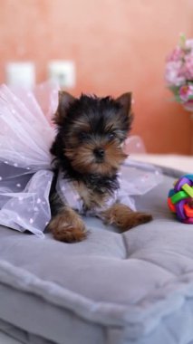 Yorkshire Teriyeri Köpeği gri bir yastığın üzerinde oturuyor. Pofuduk, sevimli Yorkshire Teriyeri kafasında kurdeleyle kameraya bakıyor. Dikey video