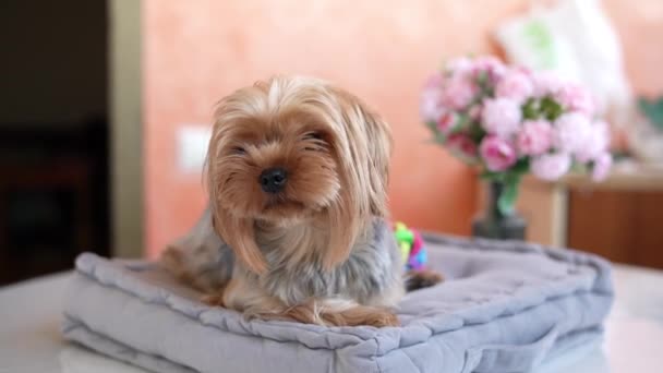 Γιορκσάιρ Τεριέ Σκύλος Κάθεται Ένα Γκρι Μαξιλάρι Φλάφι Χαριτωμένο Yorkshire — Αρχείο Βίντεο