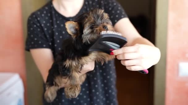 Mujer Cepilla Perrito Yorkshire Terrier Cuidado Mascotas — Vídeos de Stock
