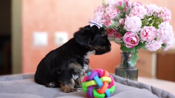 Yorkshire Terrier Puppy Duduk Bantal Abu Abu Fluffy Yorkshire Terrier — Stok Video