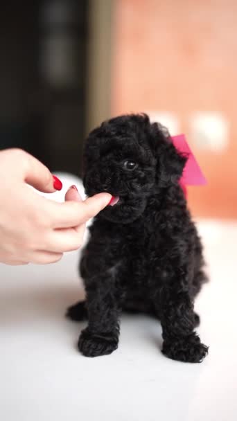 Svart Leksak Poodle Puppy Med Röd Rosett Sitter Ett Vitt — Stockvideo