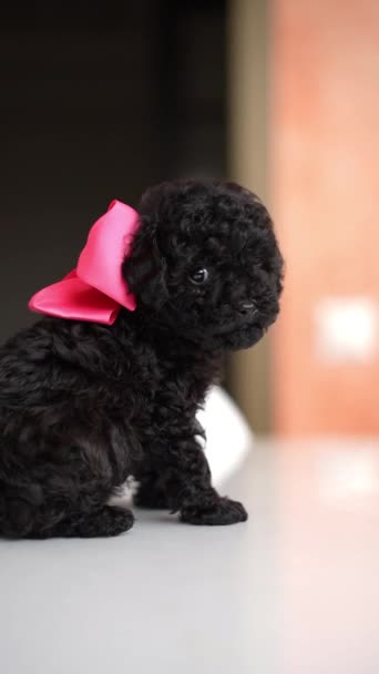 Juguete Negro Poodle Puppy Con Lazo Rojo Sentado Una Mesa — Vídeos de Stock
