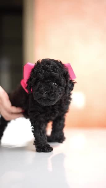 Black Toy Poodle Puppy Red Bow Sitting White Table Domestic — Stock Video