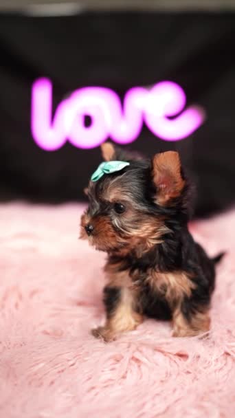 Yorkshire Terrier Puppy Pink Fur Pillow Fluffy Cute Yorkshire Terrier — Stock Video