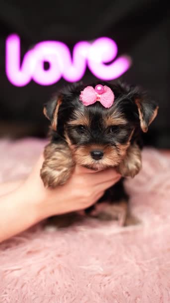 约克郡Terrier小狗面对一个粉红色的毛皮枕头 毛茸茸的 可爱的约克郡小狗 头顶着弓 看着摄像机 国内可爱的小狗 垂直录像 — 图库视频影像