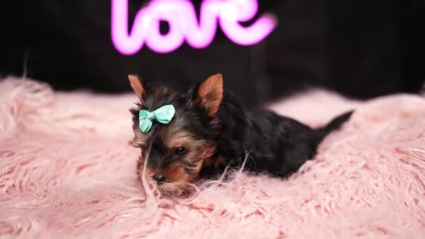 Yorkshire Terrier Puppy Ένα Ροζ Μαξιλάρι Γούνας Φλάφι Χαριτωμένο Τεριέ — Αρχείο Βίντεο