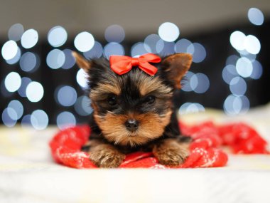 Yorkshire Teriyeri Yavrusu kırmızı bir battaniyenin üzerinde oturuyor. Kafasında kırmızı bir fiyonk olan sevimli küçük köpek kameraya bakıyor. Evcil hayvanlar