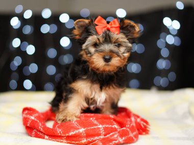 Yorkshire Teriyeri Yavrusu kırmızı bir battaniyenin üzerinde oturuyor. Kafasında kırmızı bir fiyonk olan sevimli küçük köpek kameraya bakıyor. Evcil hayvanlar