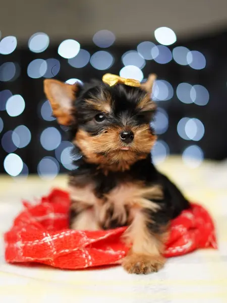 Yorkshire terrier Puppy sits on a red blanket against a bokeh background. Cute little Dog with a yellow bow on his head looks at the camera. Domestic pets