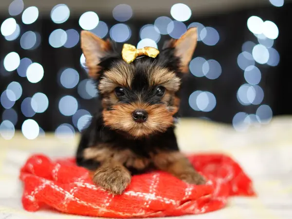 Yorkshire terrier Puppy sits on a red blanket against a bokeh background. Cute little Dog with a yellow bow on his head looks at the camera. Domestic pets