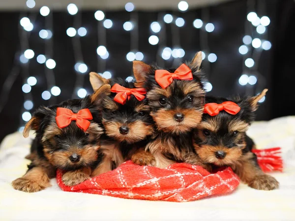 Yorkshire terrier puppies sit on a red blanket against a bokeh background. Cute puppies with red bows on their heads look at the camera