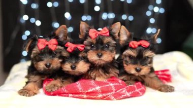 Yorkshire teriyeri köpek yavruları kırmızı bir battaniyenin üzerinde otururlar. Kafasında kırmızı kurdeleler olan sevimli yavrular kameraya bakın.