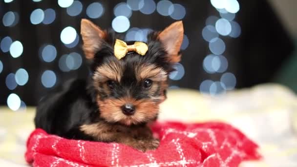 Yorkshire Terrier Κουτάβι Κάθεται Μια Κόκκινη Κουβέρτα Bokeh Φόντο Χαριτωμένο — Αρχείο Βίντεο