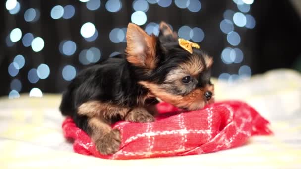 Yorkshire Terrier Puppy Sits Red Blanket Bokeh Background Cute Little — Stock Video