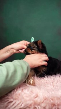 Kadın yavru köpeğin kafasına fiyonk takıyor. Köpek yavrusu pembe bir kürk yastığına oturur. Hayvan bakımı