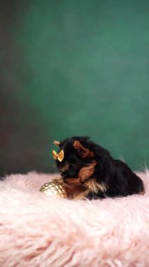 Köpek yavrusu pembe bir kürk yastığına oturur ve Noel ağacı oyuncaklarıyla oynar. Yumuşak, sevimli Yorkshire Terrier köpeği kafasında fiyonk var. Dikey video