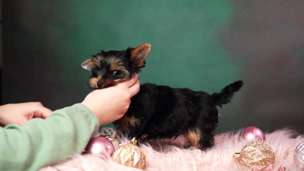 Woman Puts Bow Puppy Head Puppy Sits Pink Fur Pillow — Stock Video