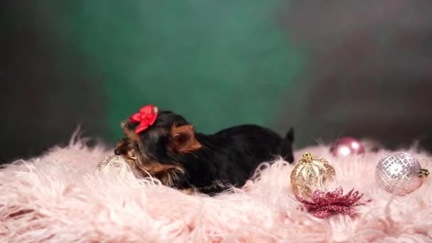 Puppy Zit Een Roze Bont Kussen Speelt Met Kerstboom Speelgoed — Stockvideo
