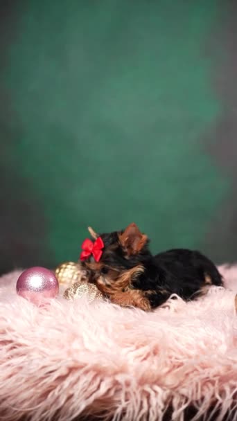 Köpek Yavrusu Pembe Bir Kürk Yastığına Oturur Noel Ağacı Oyuncaklarıyla — Stok video