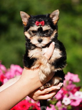 Yorkshire Teriyeri Köpeği Pembe çiçeklerin arasında bir kızın kollarında oturuyor. Şirin köpek. Metin için alanı kopyala