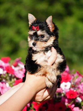 Yorkshire Teriyeri Köpeği Pembe çiçeklerin arasında bir kızın kollarında oturuyor. Şirin köpek. Metin için alanı kopyala