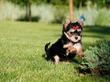 Yorkshire Terrier Puppy, Yeşil Çimen 'de koşuyor. Şirin köpek. Yavru köpek yeşil çimlerin üzerinde oturuyor. Evcil hayvanlar