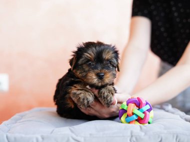 Yorkshire Teriyeri Köpeği gri bir yastığın üzerinde oturuyor. Yumuşak, sevimli köpek kameraya bakar. Evcil hayvanlar