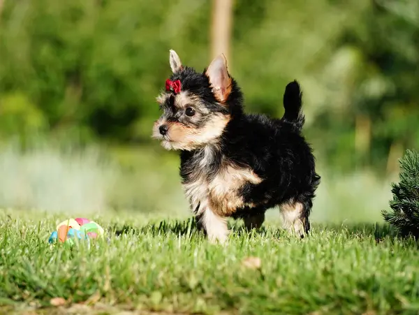 Yorkshire Terrier Puppy, Yeşil Çimen 'de koşuyor. Şirin köpek. Yavru köpek yeşil çimlerin üzerinde oturuyor. Evcil hayvanlar