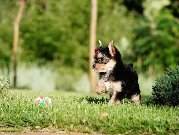 Yorkshire Terrier Puppy, Yeşil Çimen 'de koşuyor. Şirin köpek. Yavru köpek yeşil çimlerin üzerinde oturuyor. Evcil hayvanlar