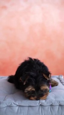 Yorkshire Teriyeri Köpeği gri bir yastığın üzerinde oturuyor. Yumuşak, sevimli köpek kameraya bakar. Evcil hayvanlar. Dikey video