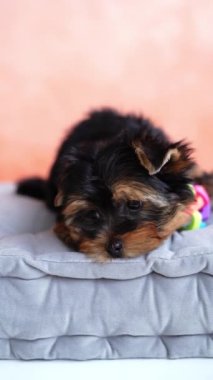 Yorkshire Teriyeri Köpeği gri bir yastığın üzerinde oturuyor. Yumuşak, sevimli köpek kameraya bakar. Evcil hayvanlar. Dikey video