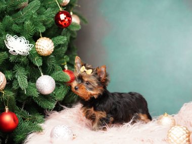 Yorkshire Teriyeri Yavrusu Noel ağacının yanında pembe bir kürk yastığında oturuyor. Noel köpeği. Evcil hayvanlar