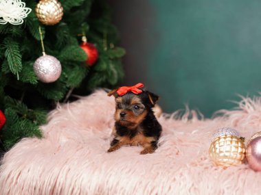 Yorkshire Teriyeri Yavrusu Noel ağacının yanında pembe bir kürk yastığında oturuyor. Noel köpeği. Evcil hayvanlar