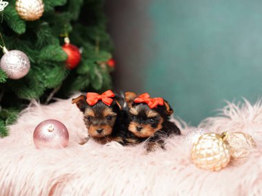 İki Yorkshire Teriyeri yavrusu Noel ağacının yanında pembe bir kürk yastığında oturuyor. Noel köpeği. Evcil hayvanlar