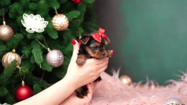Beyaz bir kızın eli, Yorkshire Teriyeri 'nin şirin yavrusunu tutuyor. Noel köpeği. Evcil hayvanlar