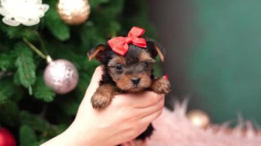 Beyaz bir kızın eli, Yorkshire Teriyeri 'nin şirin yavrusunu tutuyor. Noel köpeği. Evcil hayvanlar