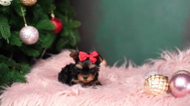 Yorkshire Teriyeri Yavrusu Noel ağacının yanında pembe bir kürk yastığında oturuyor. Noel köpeği. Evcil hayvanlar