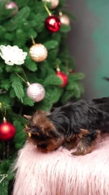 Yorkshire Teriyeri Yavrusu Noel ağacının yanında pembe bir kürk yastığında oturuyor. Noel köpeği. Evcil hayvanlar