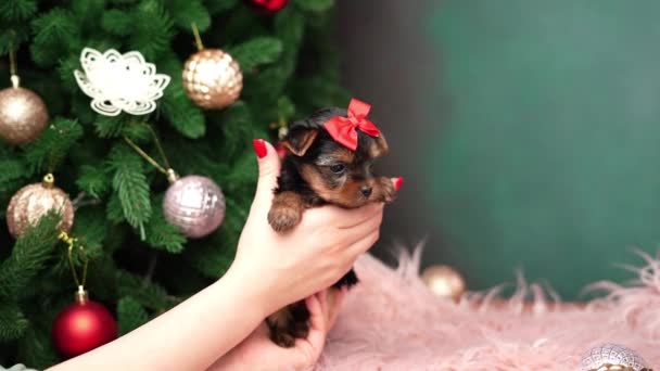 一只高加索女孩的手牵着一只可爱的约克郡小猎犬又爬上了圣诞树 圣诞小狗 家养宠物 — 图库视频影像