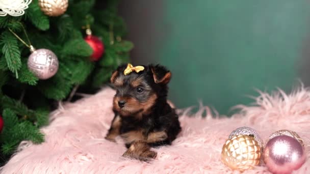 约克郡的宠物狗 坐在圣诞树旁的粉色毛皮枕头上 圣诞小狗 家养宠物 — 图库视频影像