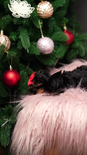 Yorkshire Terriër Puppy Zit Een Roze Pelskussen Bij Kerstboom Kerstpuppy — Stockvideo