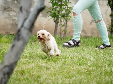 Yeşil çayırdaki açık kahverengi bir kanişin küçük yavrusu mutlu bir şekilde koşuyor.