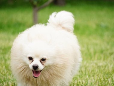 Güzel yeşil bir çayırda beyaz Pomeranya Spitz 'inin küçük köpeği mutlu bir şekilde koşuyor.